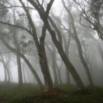 Tree trunks bathed in fog in the forest of Hauts-sous-le-Vent, at Saint-Paul de La Réunion.