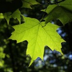 Acer saccharum.