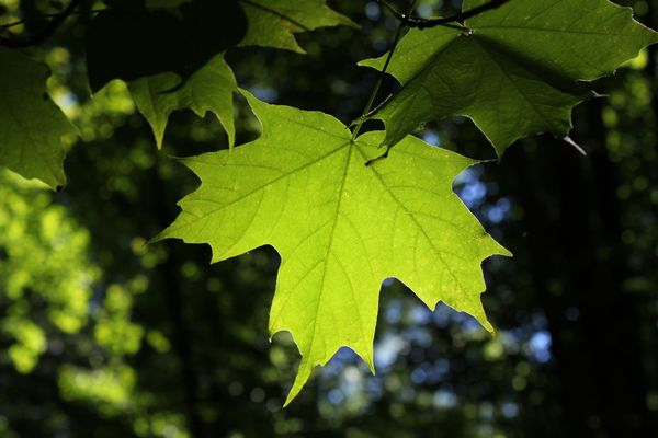 Acer saccharum.