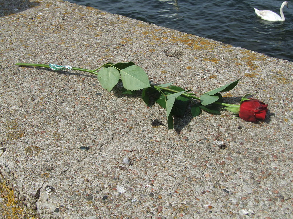 Photo d'une rose.