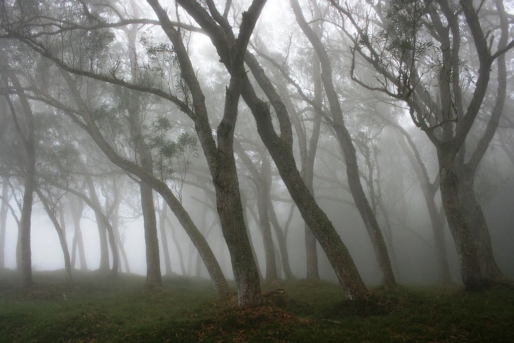 Wood in the fog. Tree trunks bathed in fog in the forest of Hauts-sous-le-Vent, at Saint-Paul de La Réunion.