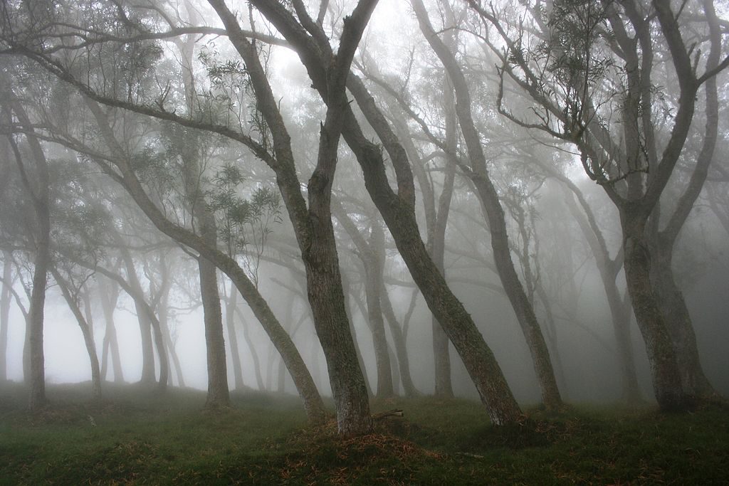 Tree trunks bathed in fog in the forest of Hauts-sous-le-Vent, at Saint-Paul de La Réunion.