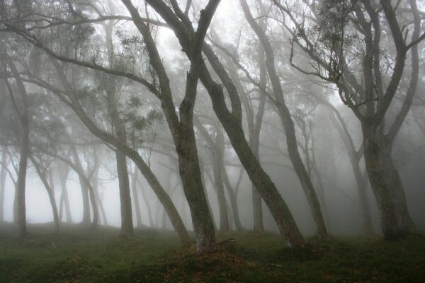 Tree trunks bathed in fog in the forest of Hauts-sous-le-Vent, at Saint-Paul de La Réunion.