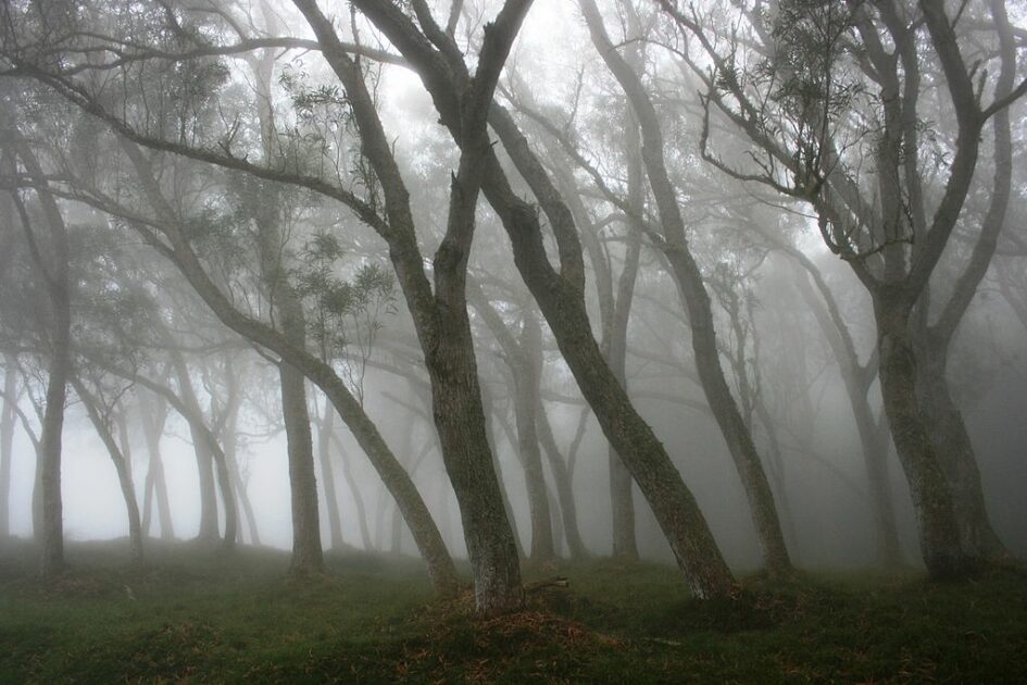 Tree trunks bathed in fog in the forest of Hauts-sous-le-Vent, at Saint-Paul de La Réunion.