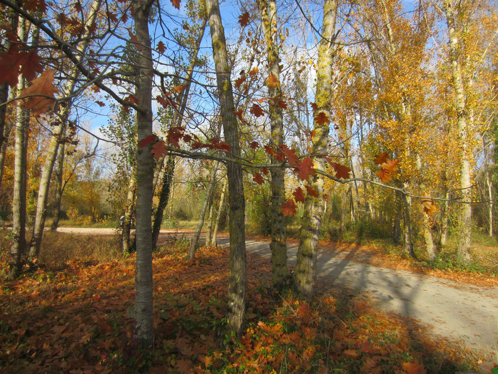 Photo : au domaine du Four de Louge à Muret.