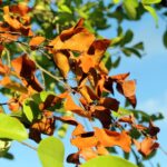 Leaves in a tree, green and alive, or dry, about to die.