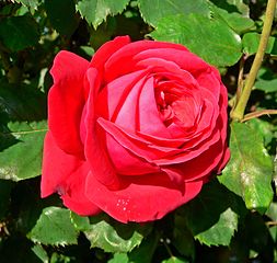 Rose Dame de Coeur.