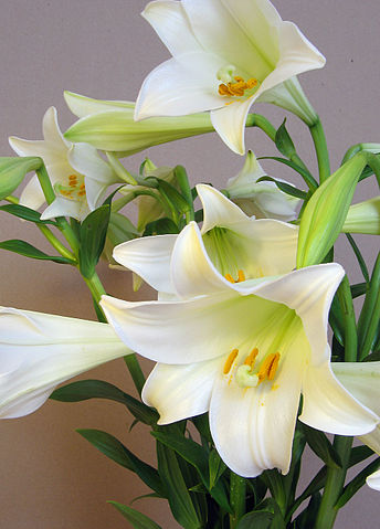 Lilium longiflorum.